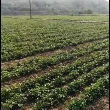 花椒芽现采现卖，供加工厂，企业。
