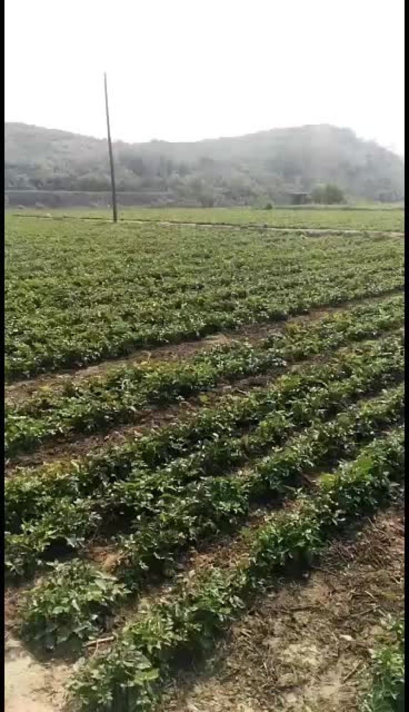 花椒芽现采现卖，供加工厂，企业。
