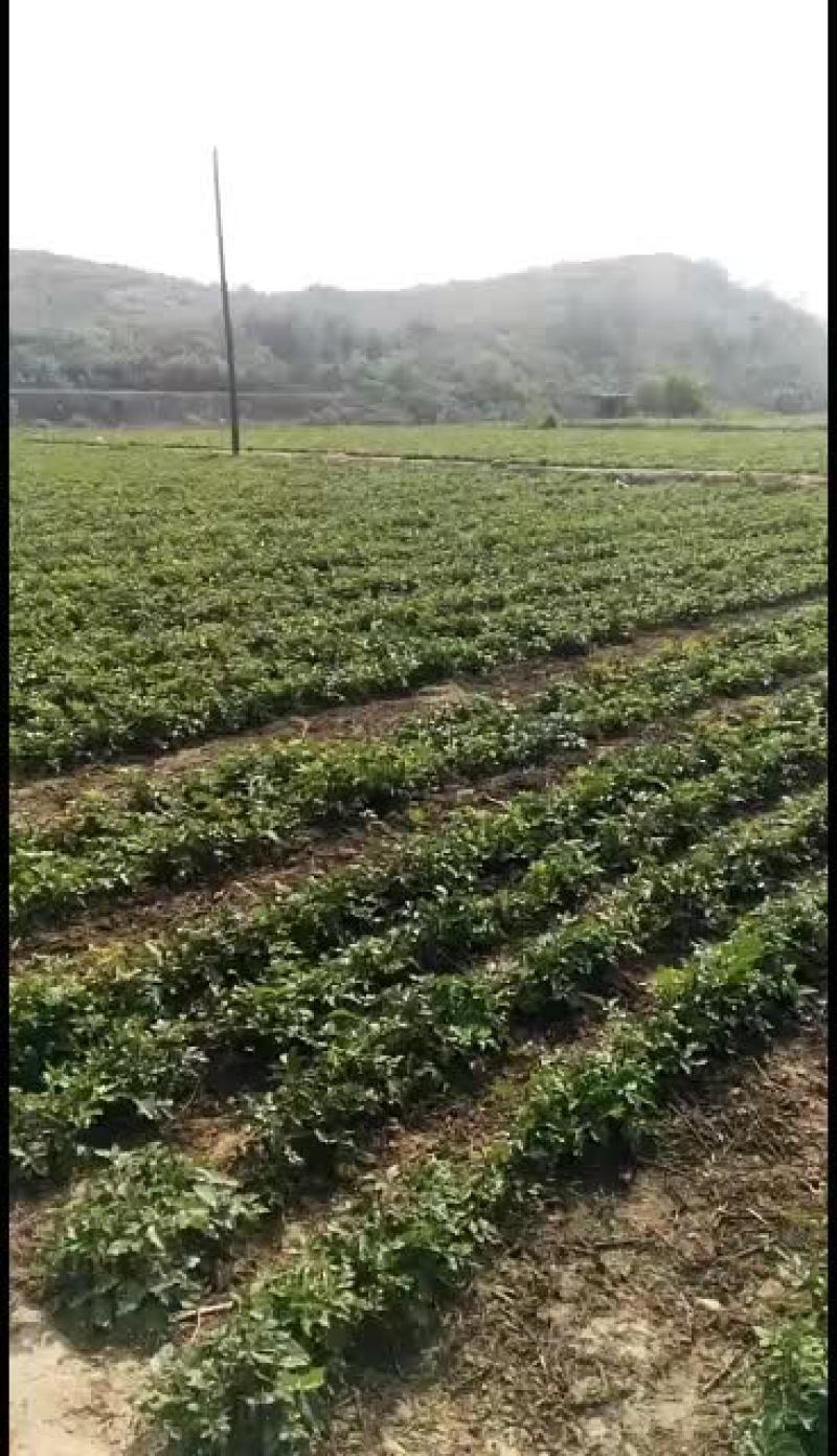 花椒芽现采现卖，供加工厂，企业。