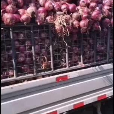 带苗辫子圆葱大量有货