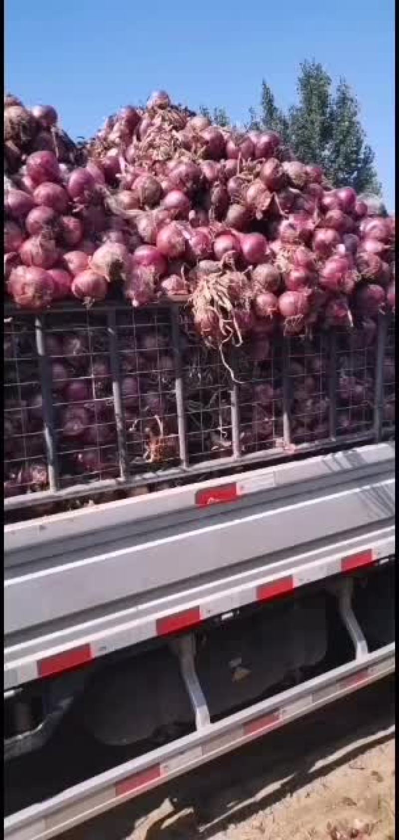 带苗辫子圆葱大量有货