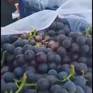 夏黑葡萄走一车，微酸偏甜19个糠左右