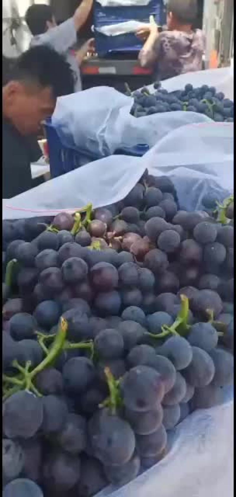 夏黑葡萄走一车，微酸偏甜19个糠左右