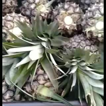 菠萝一年四季都有生的熟的都可以
