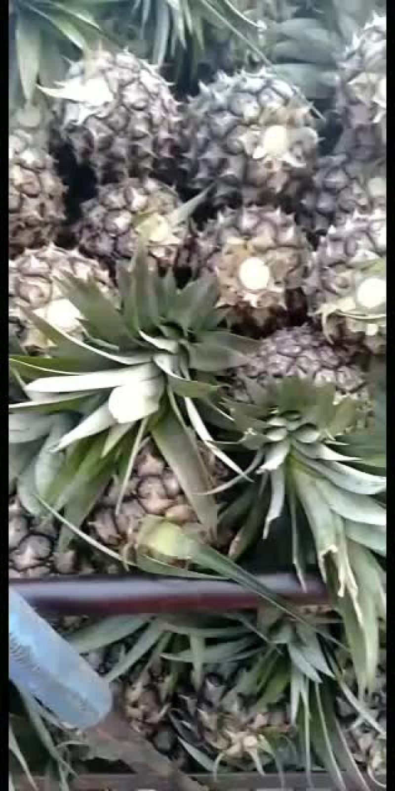 菠萝一年四季都有生的熟的都可以