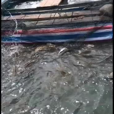 供应东山岛海鲜大红古鱼新鲜现捕货运稳定价格可议全国发货