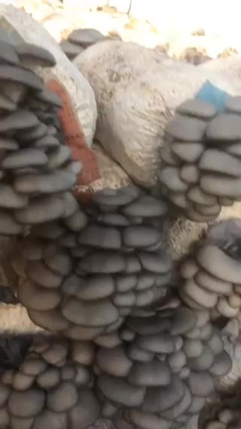 食用菌三级栽培种（高产谷粒种）