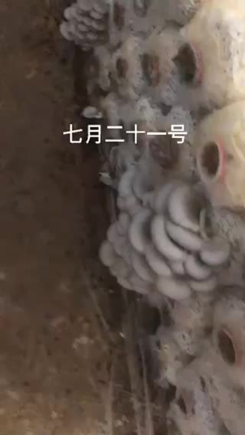 食用菌三级栽培种（高产谷粒种）