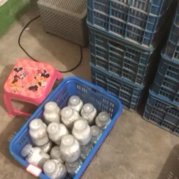 食用菌三级栽培种（高产谷粒种）