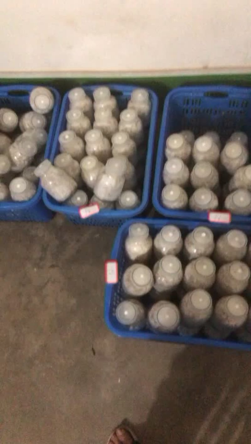 食用菌三级栽培种（高产谷粒种）