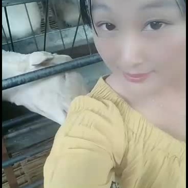 全国包邮小尾寒羊，品种绵羊，幼苗成年公母通货支持货到付款