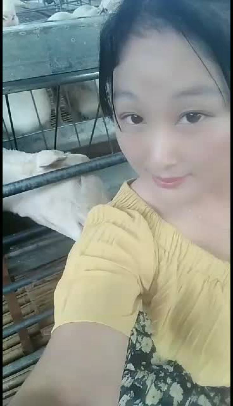 全国包邮小尾寒羊，品种绵羊，幼苗成年公母通货支持货到付款