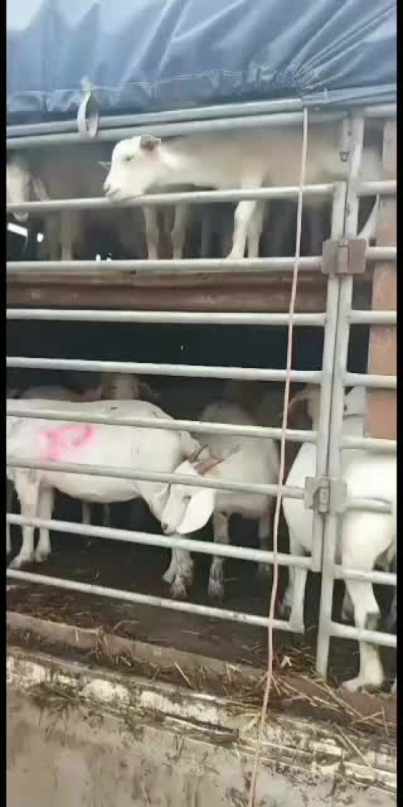 美国白山羊，改良大白山羊，肉羊品，种苗幼苗，成年公母通货