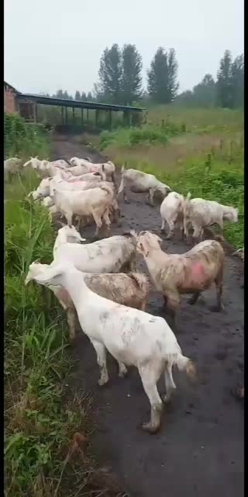 美国白山羊，改良大白山羊，肉羊品，种苗幼苗，成年公母通货