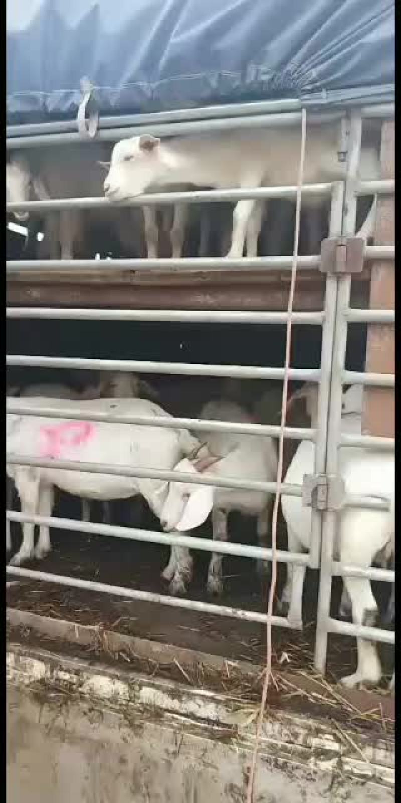 美国白山羊，改良大白山羊，肉羊品，种苗幼苗，成年公母通货