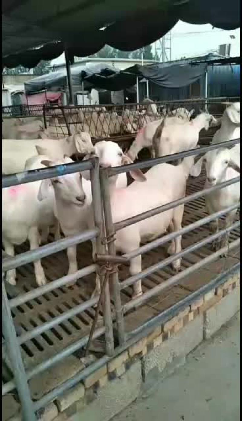 美国白山羊，改良大白山羊，肉羊品，种苗幼苗，成年公母通货