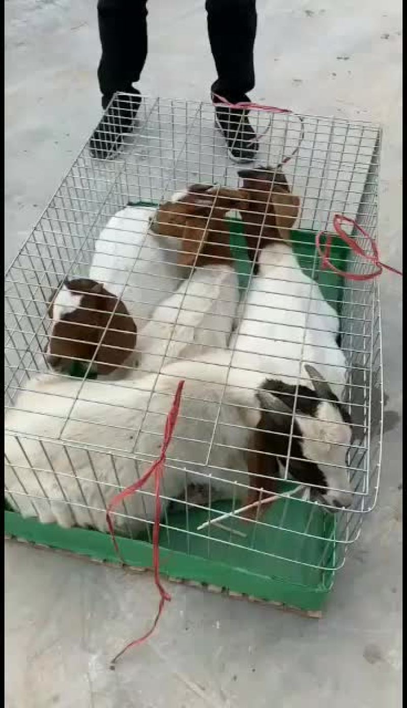 美国白山羊，改良大白山羊，肉羊品，种苗幼苗，成年公母通货