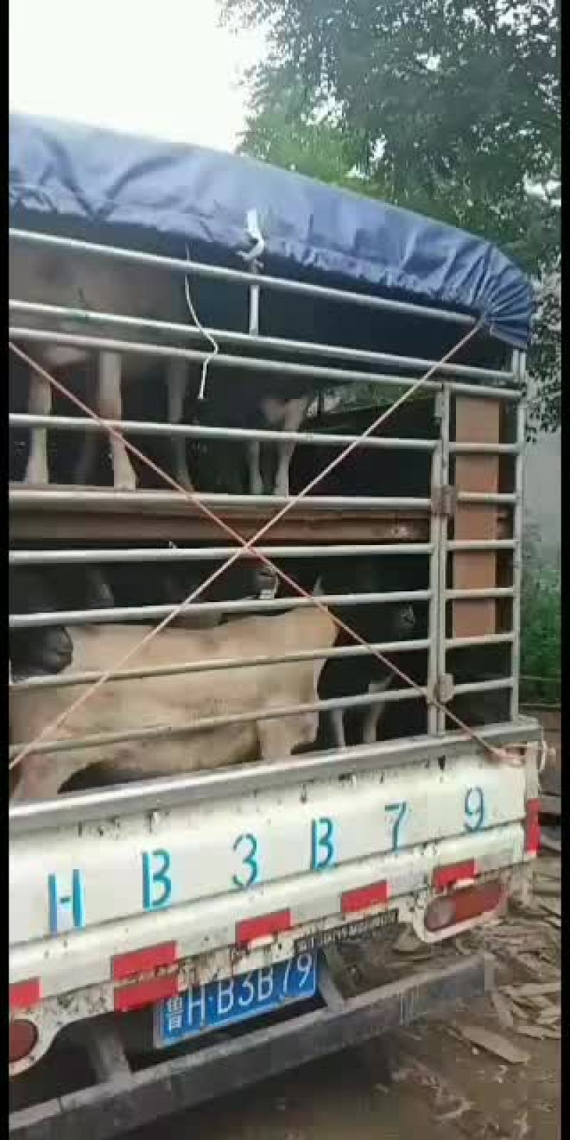 美国白山羊，改良大白山羊，肉羊品，种苗幼苗，成年公母通货