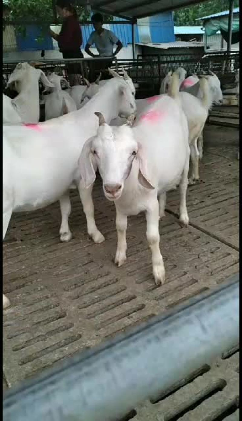 美国白山羊，改良大白山羊，肉羊品，种苗幼苗，成年公母通货