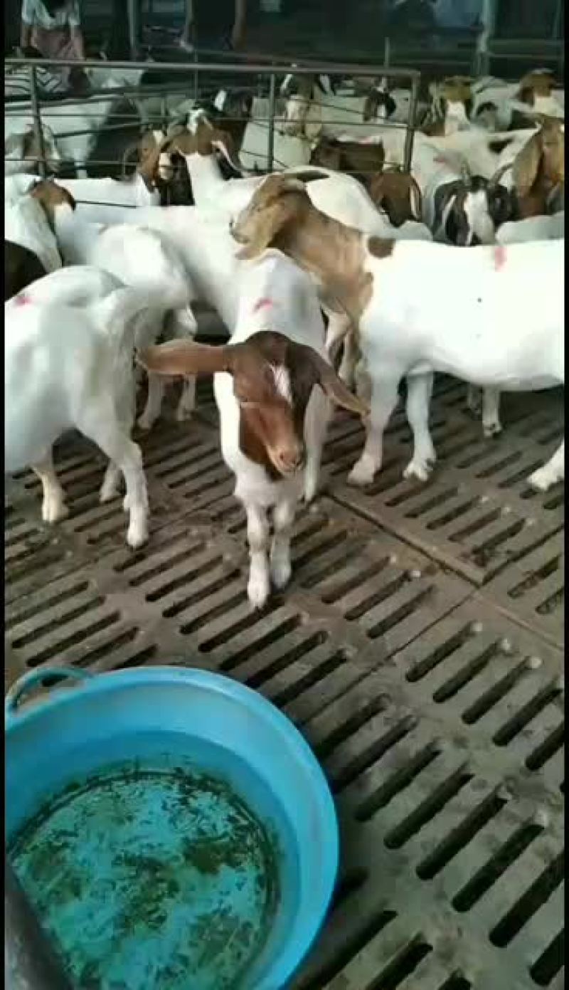 美国白山羊，改良大白山羊，肉羊品，种苗幼苗，成年公母通货