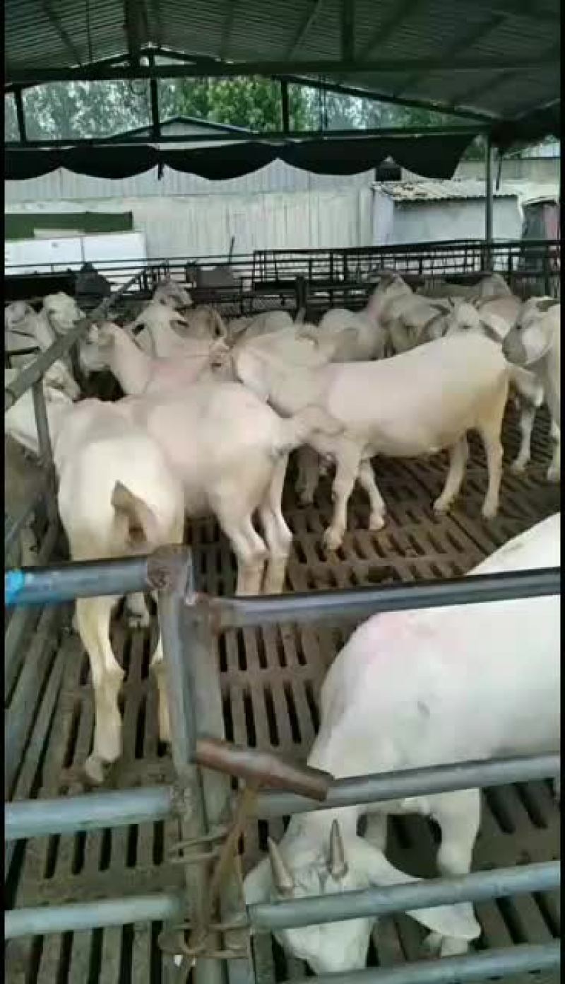 美国白山羊，改良大白山羊，肉羊品，种苗幼苗，成年公母通货