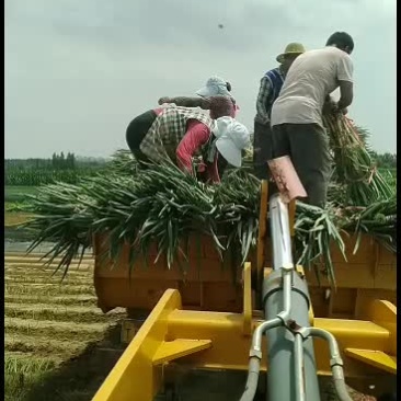 大葱出售，质量好看货答价！
