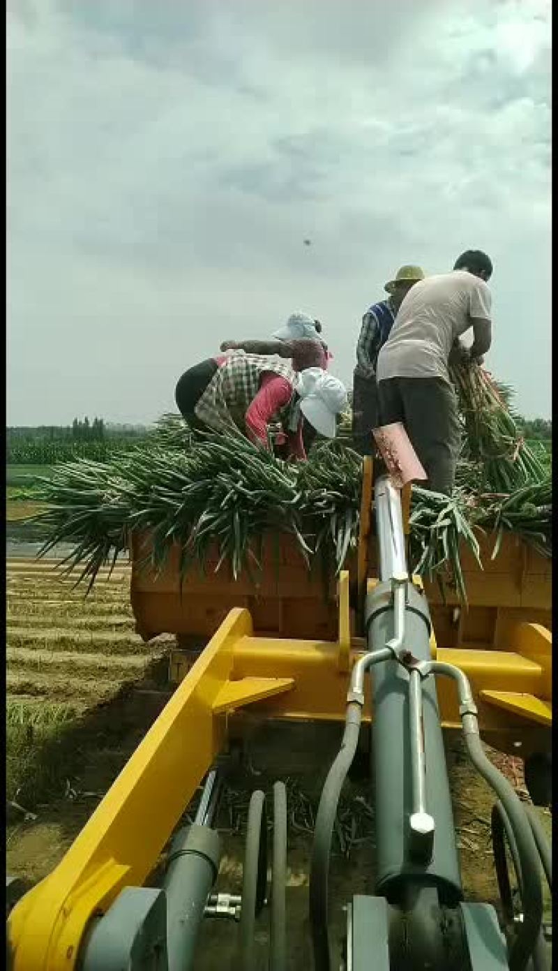 大葱出售，质量好看货答价！
