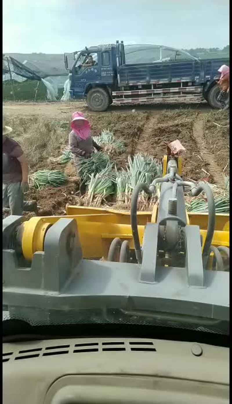 大葱出售，质量好看货答价！