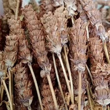 野生夏枯草，夏枯球，铁色草，大头花，九重楼
