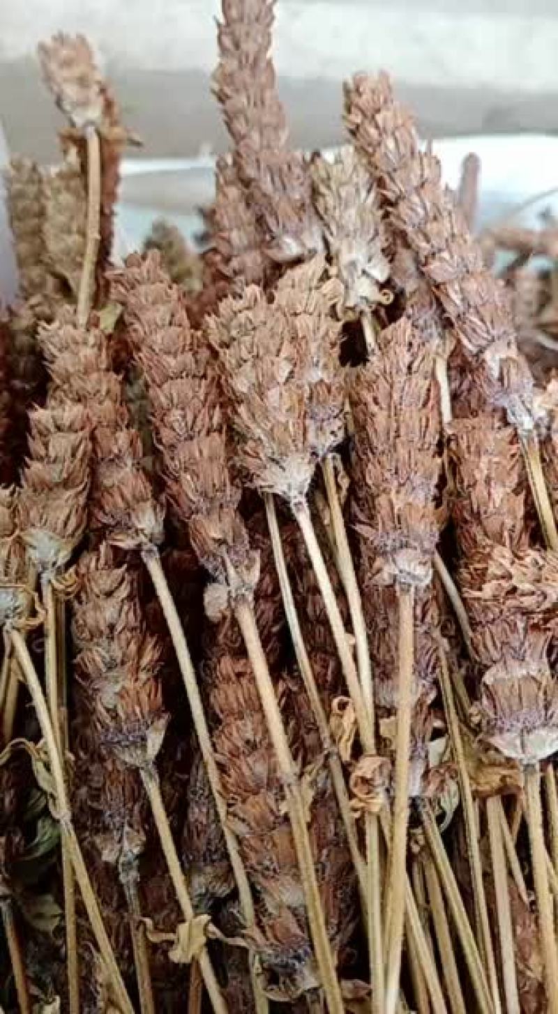 野生夏枯草，夏枯球，铁色草，大头花，九重楼