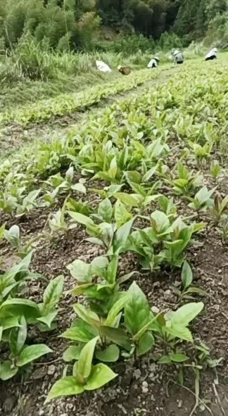 布福娜基地优质种苗欢迎参观考察