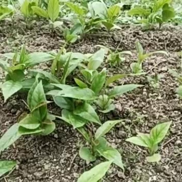 布福娜基地优质种苗欢迎参观考察