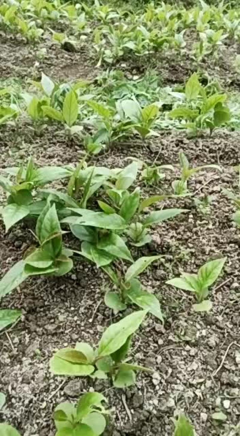 布福娜基地优质种苗欢迎参观考察