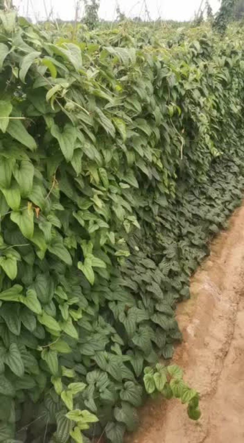 山药，麻山药，库存山药，山药，棒药，子药