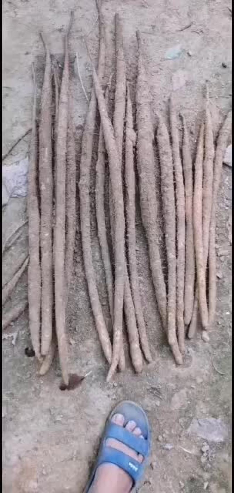 山药，麻山药，库存山药，山药，棒药，子药