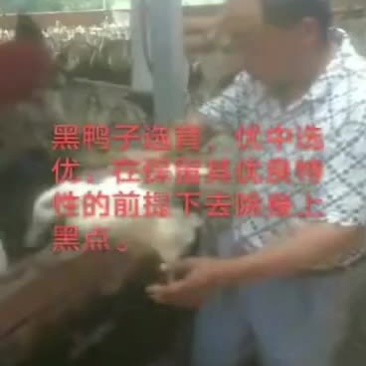 黑嘴鸭种鸭6000只已经选好，后面每天出栏4800只