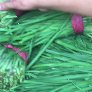 韭菜聊城雪韭，黑韭，好韭，高韭