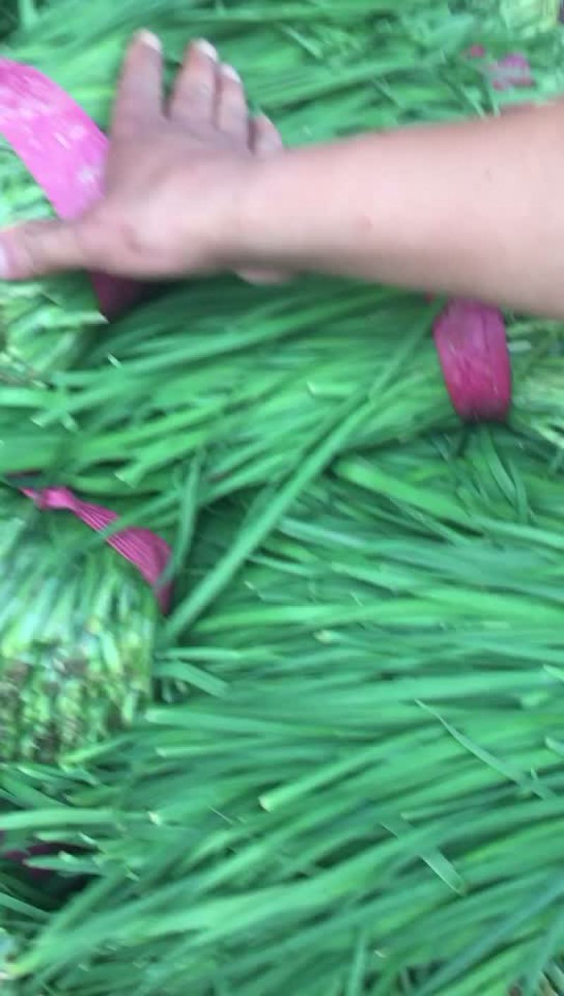 韭菜聊城雪韭，黑韭，好韭，高韭