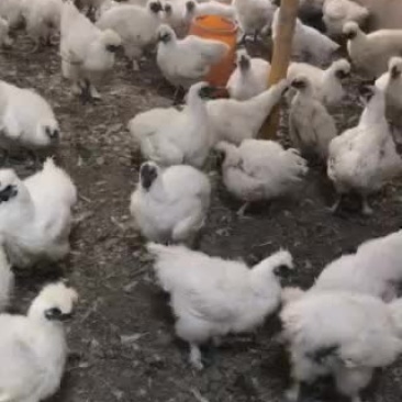 质量好的新疆本地养大的乌骨鸡