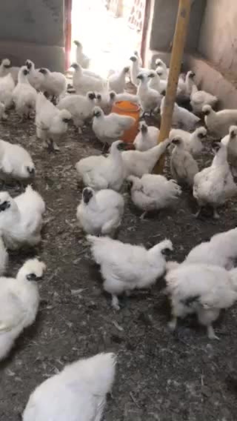 质量好的新疆本地养大的乌骨鸡