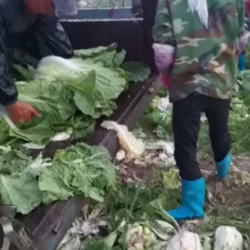 精品大白菜价格便宜可走毛菜净菜