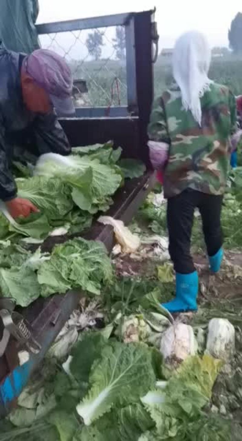 精品大白菜价格便宜可走毛菜净菜