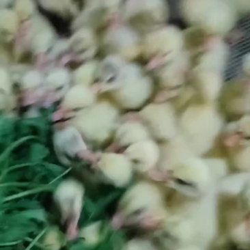三花鹅苗开始预定中欢迎来电