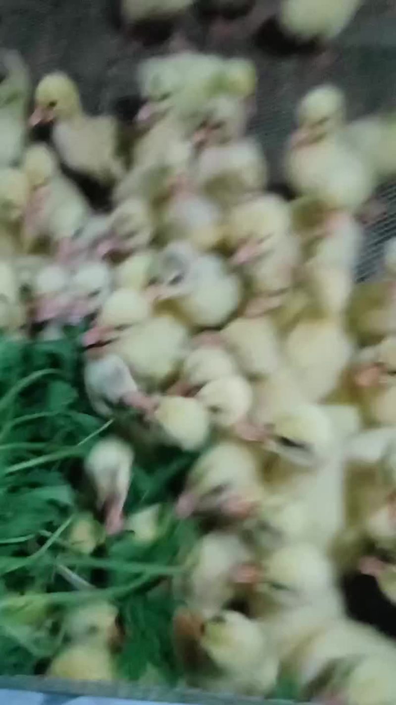 三花鹅苗开始预定中欢迎来电