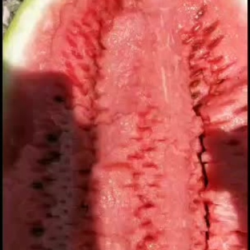 硒砂瓜，物美价廉，欢迎大家来产区