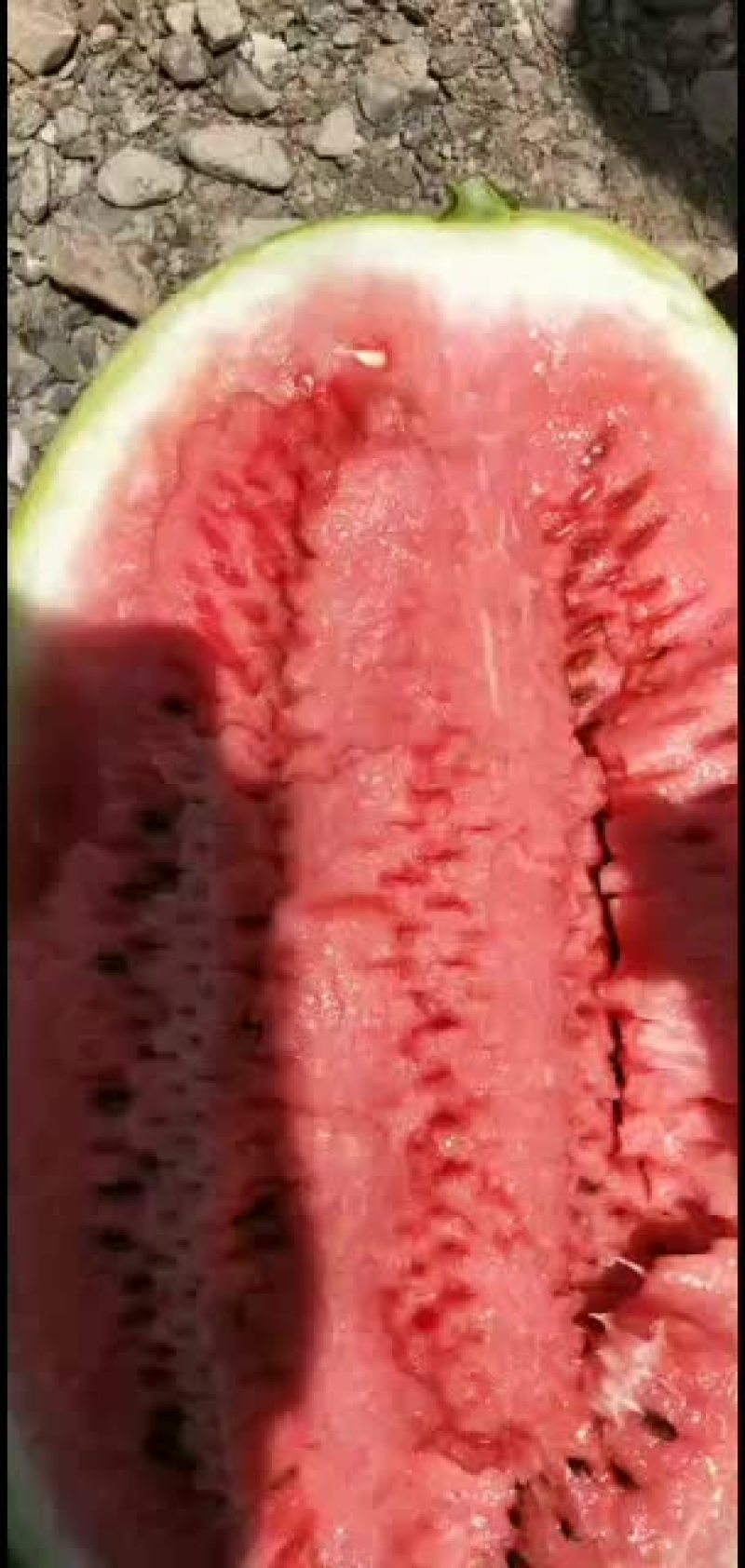 硒砂瓜，物美价廉，欢迎大家来产区
