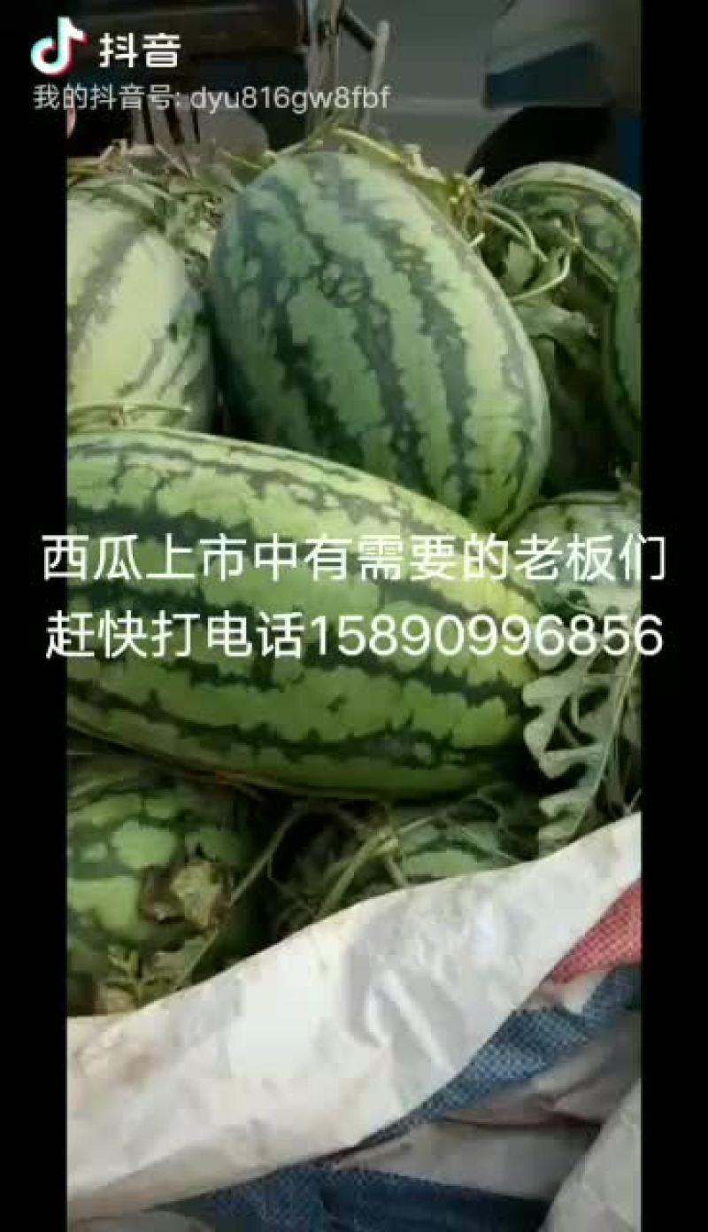 冠龙西瓜直播苗不嫁接，产地直销一手货