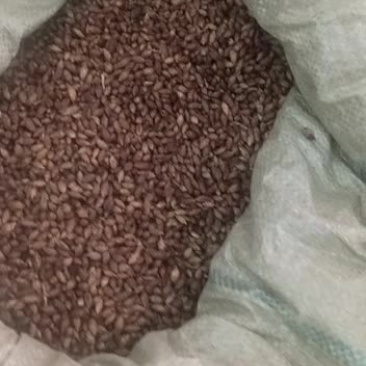 苍耳子中药材无硫去刺苍耳子泡水泡脚苍子500克包邮
