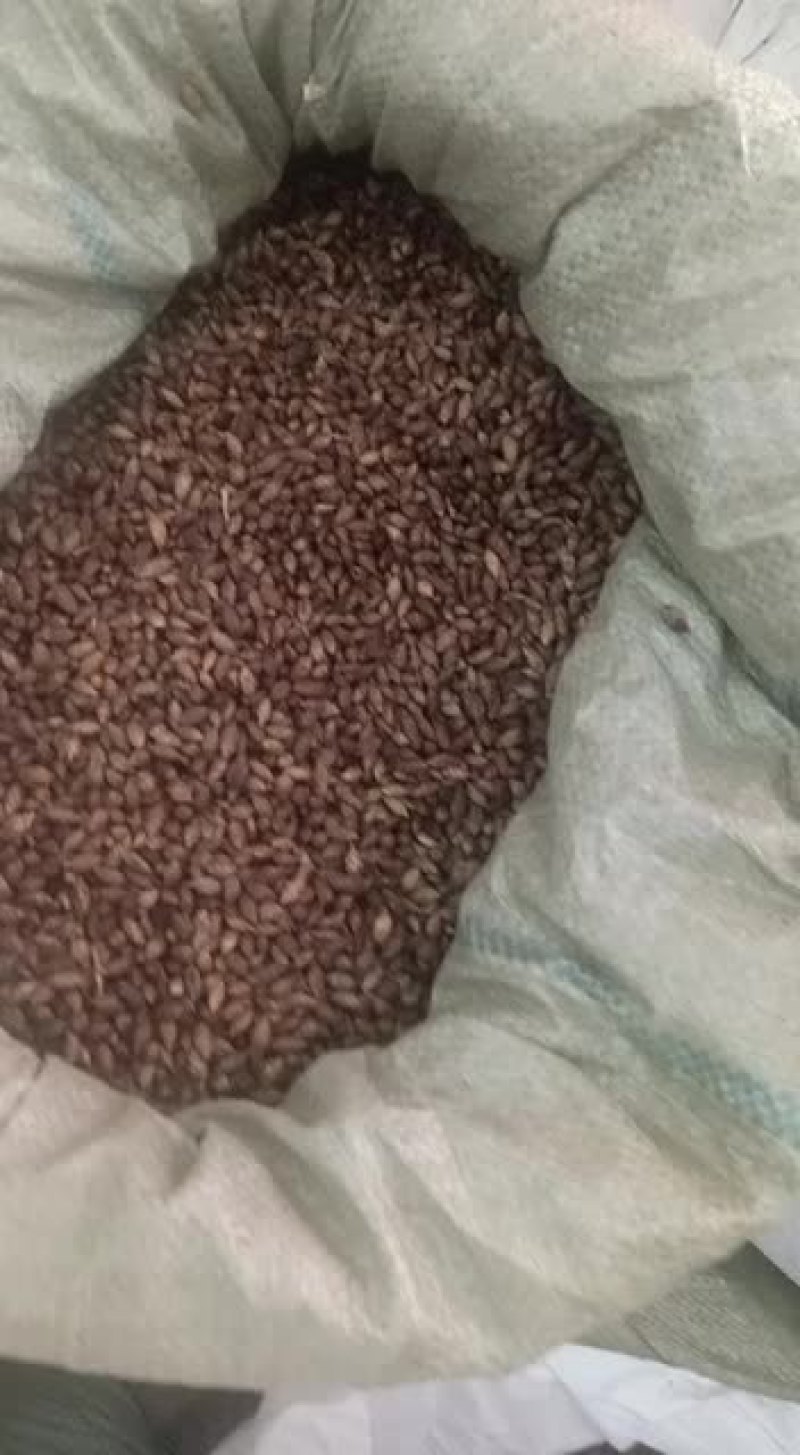 苍耳子中药材无硫去刺苍耳子泡水泡脚苍子500克包邮