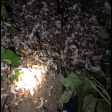 已培养两个月的半成品蜗牛